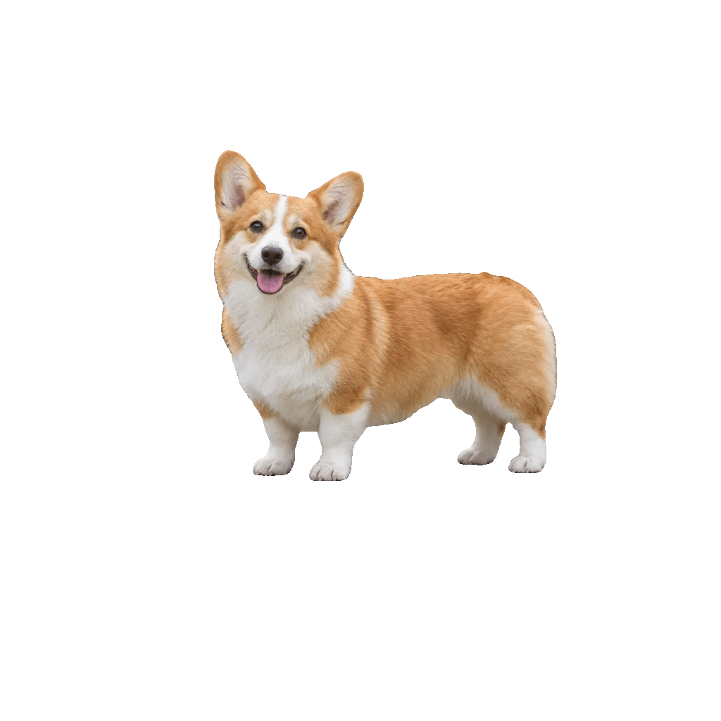 The corgi cut out on a transparent background